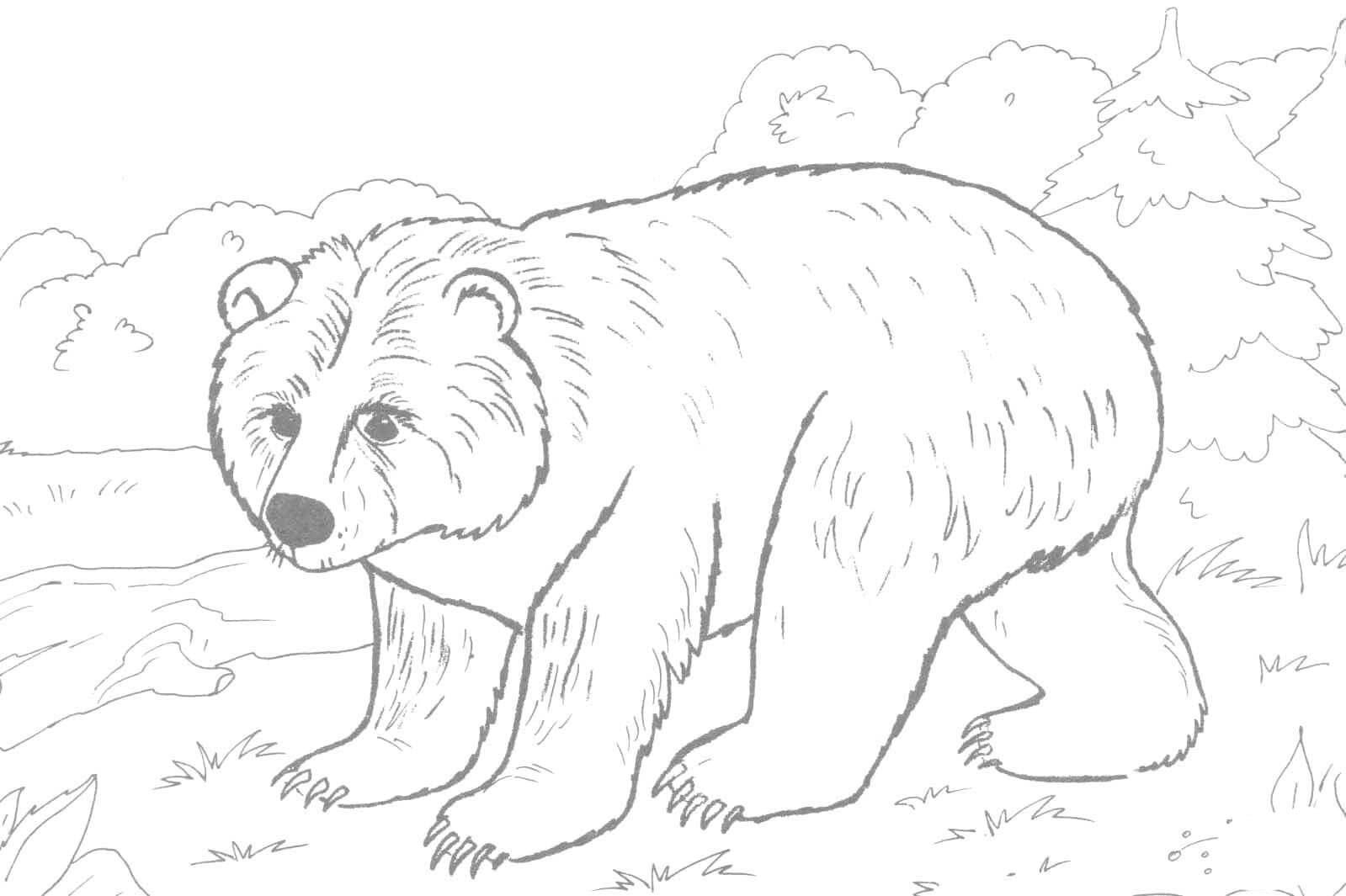 Karhu coloring pages