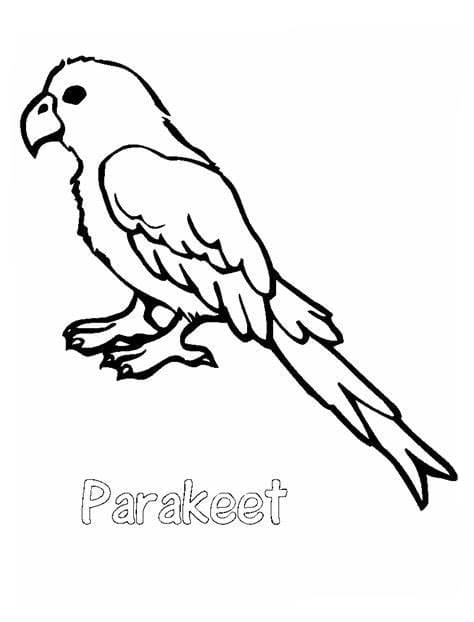 Ilmainen papukaija Värityskuva