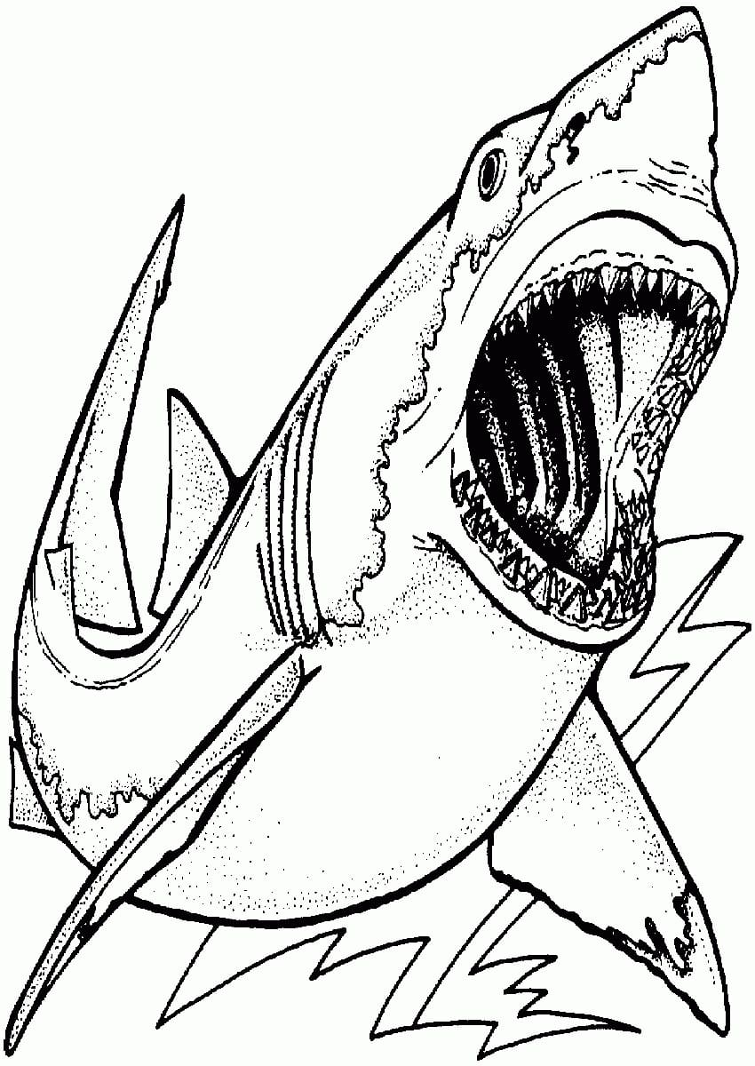 Big Shark Värityskuva