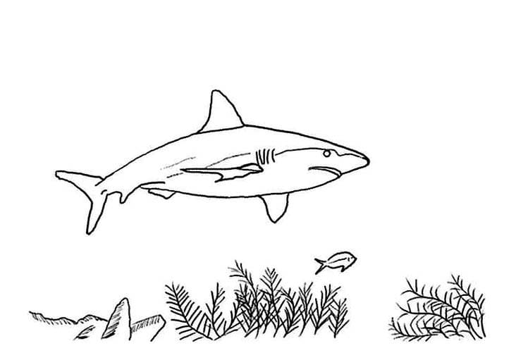 Shark Free Värityskuva