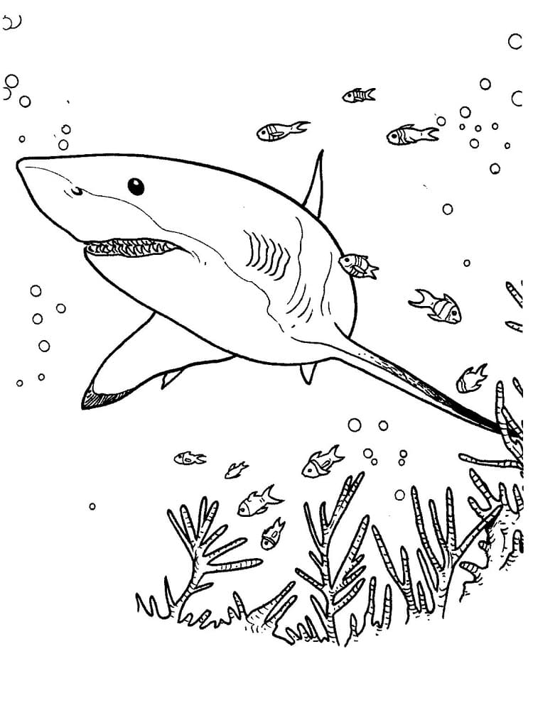 Shark Swims Värityskuva