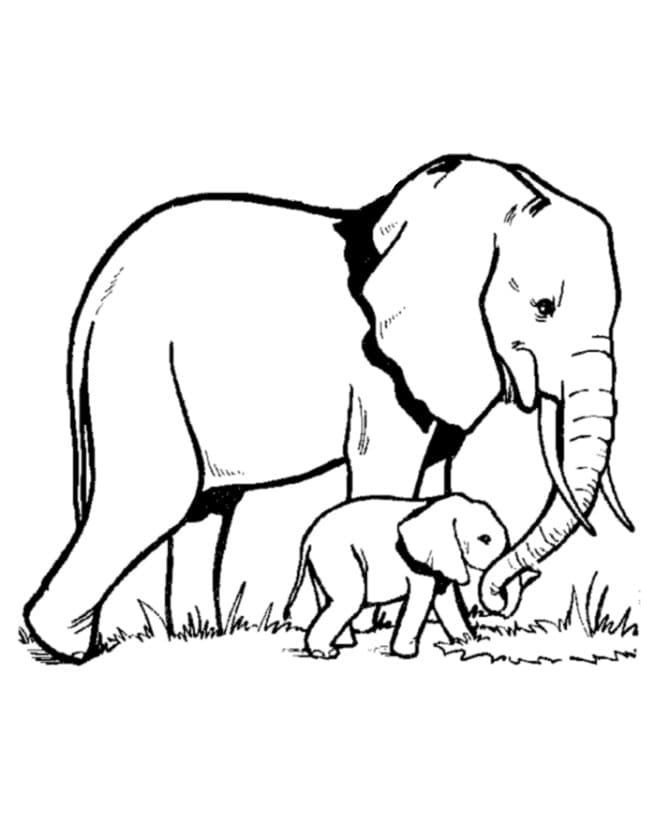 Norsu coloring pages