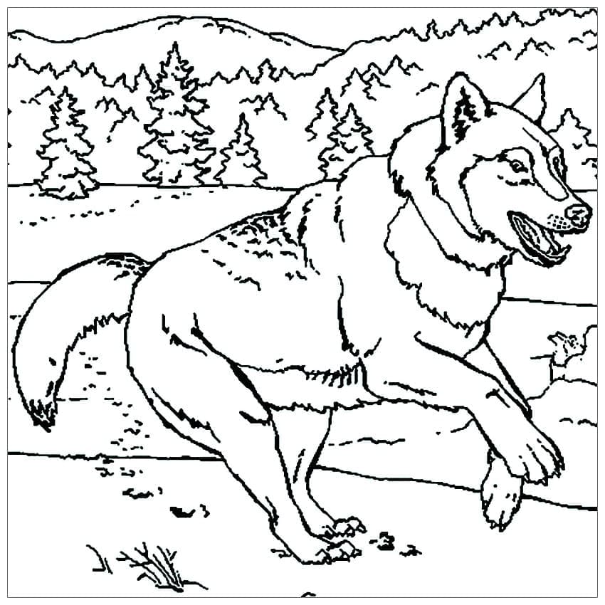 Susi coloring pages