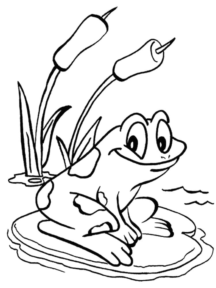 Sammakot coloring pages