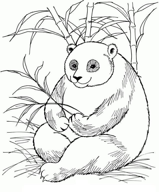 Tulostettava Giant Panda Värityskuva