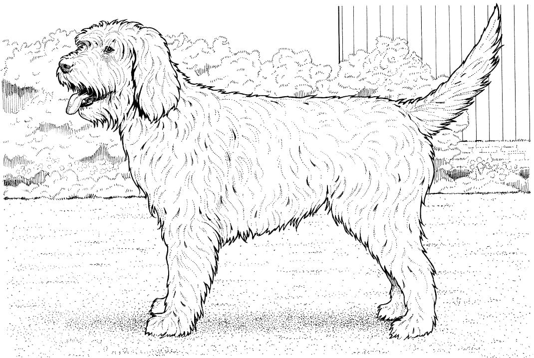 cockapoo koira Värityskuva