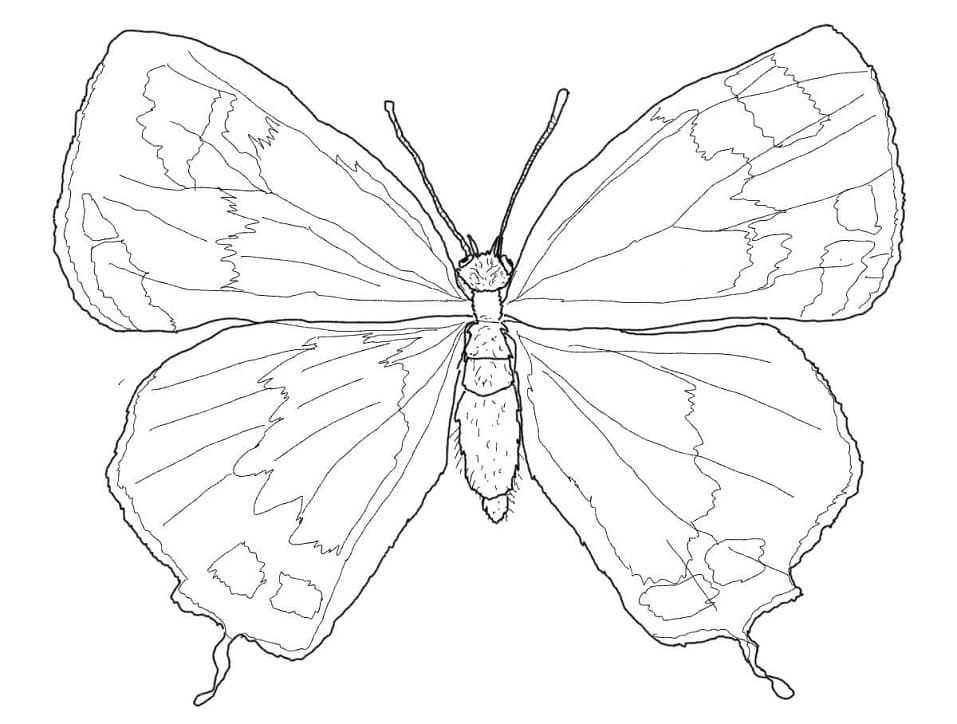 Colorado Hairstreak perhonen Värityskuva