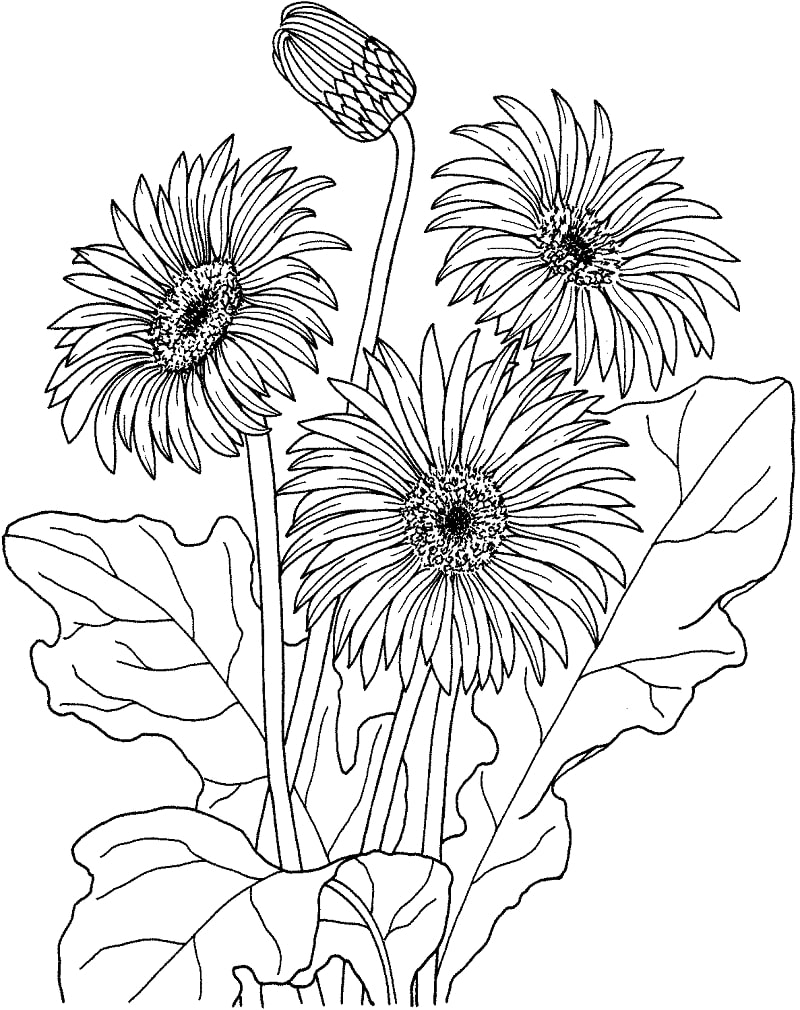 Afrikkalainen päivänkakkara gerbera jamesonii Värityskuva
