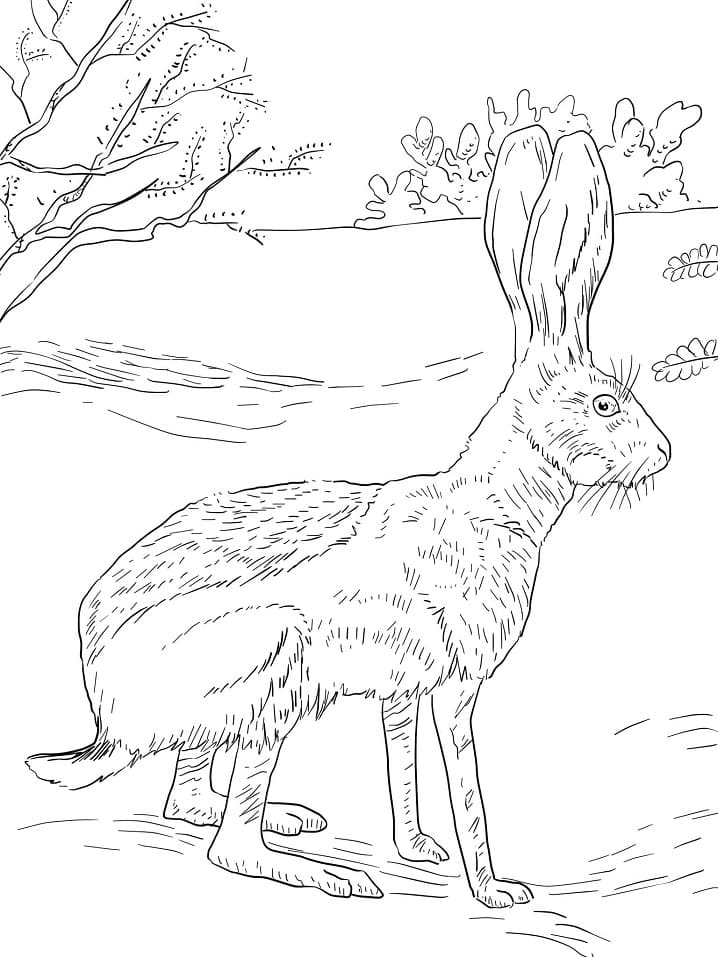 Antelope Jack Pupu Värityskuva