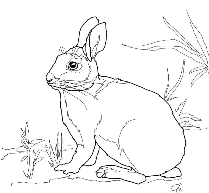 Cottontail Marsh Pupu Värityskuva