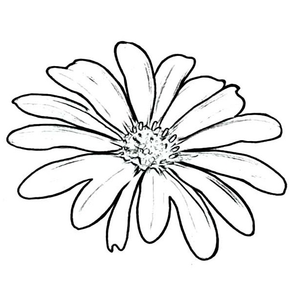 Daisy 11 Värityskuva
