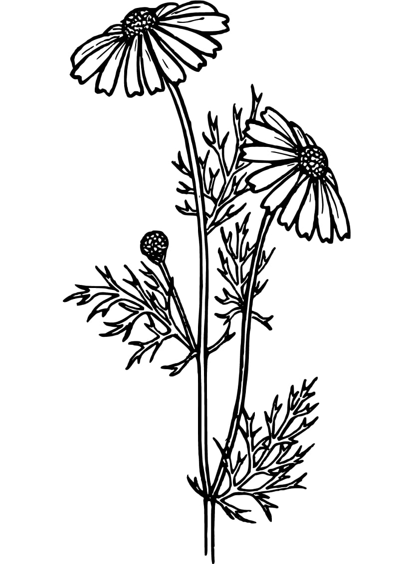 Englanti Daisy Värityskuva
