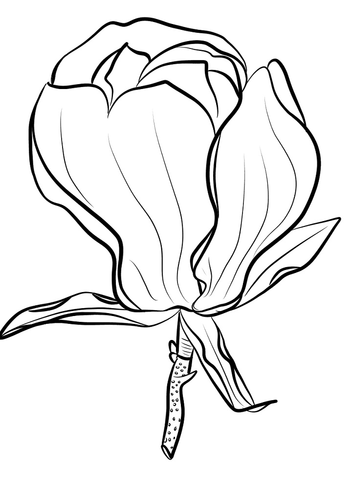 Magnolia 17 Värityskuva