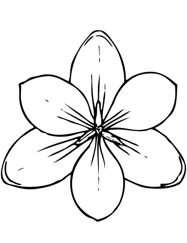 Magnolia 22 Värityskuva
