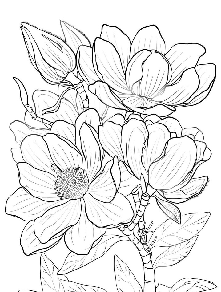Magnolia 23 Värityskuva