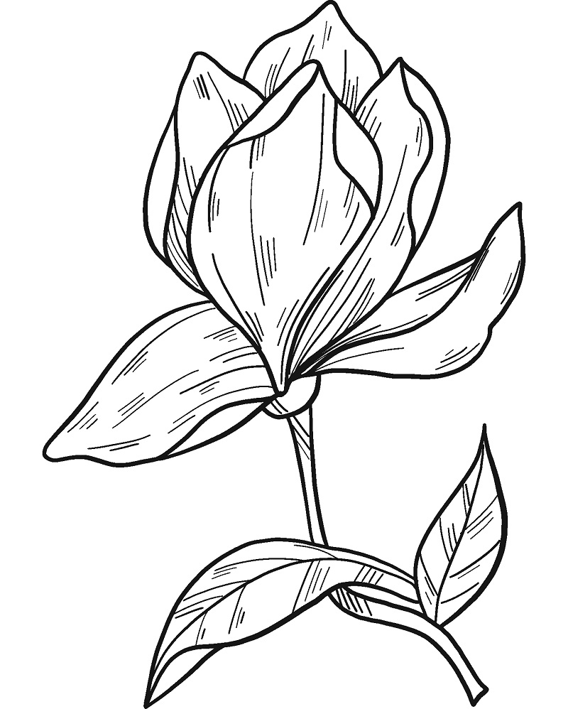 Magnolia 5 Värityskuva