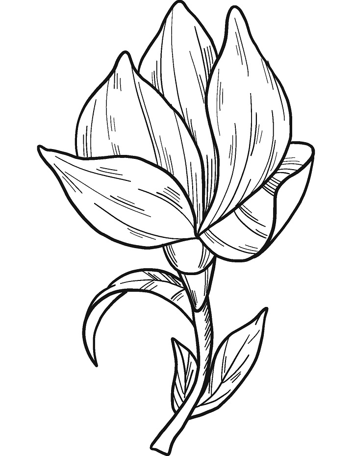 Magnolia 6 Värityskuva