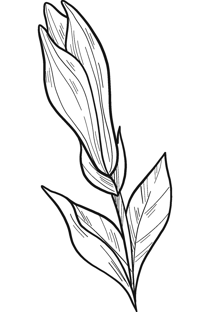 Magnolia 7 Värityskuva
