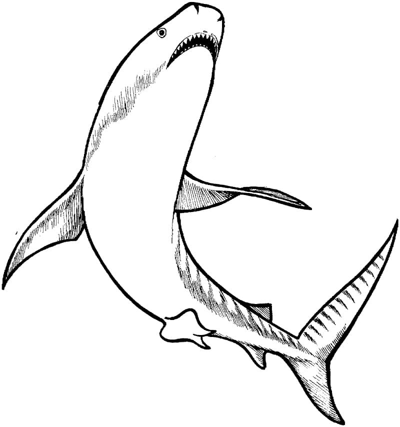 Hai coloring pages