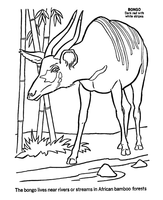 African Bongo coloring page Värityskuva