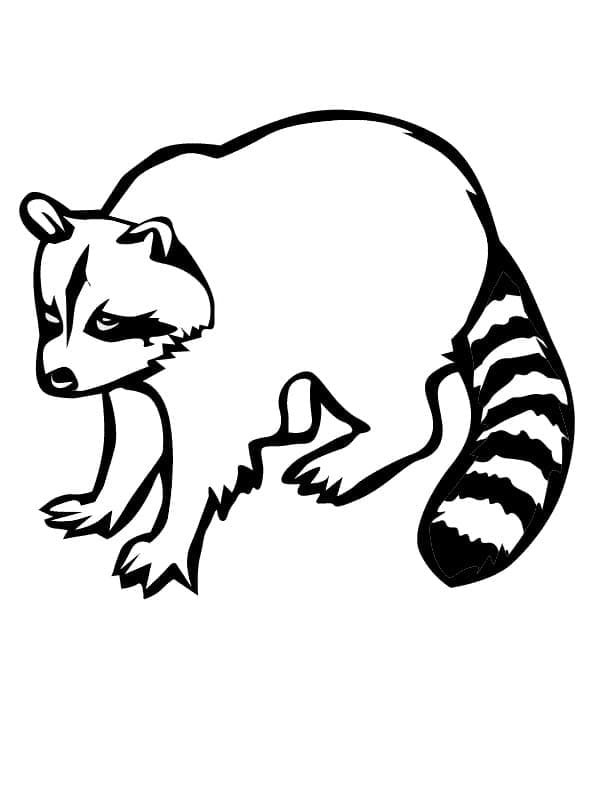 Normaali pesukarhu Värityskuva