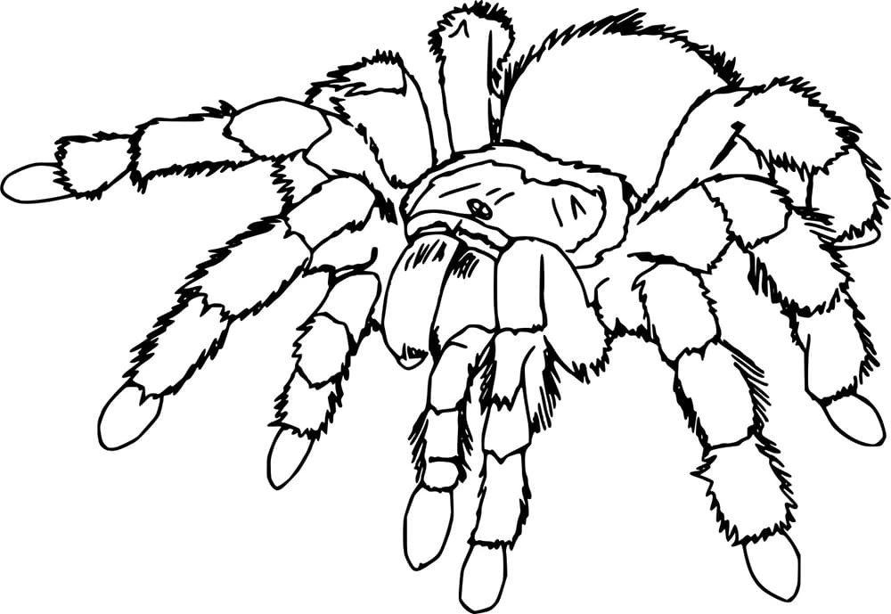 Hämähäkki coloring pages