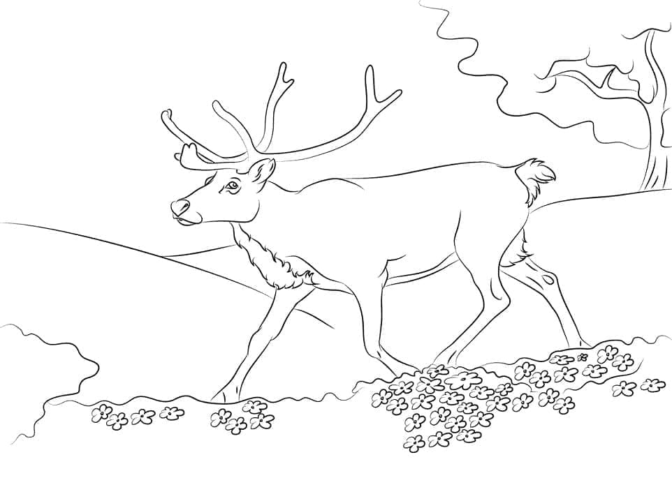 Poro coloring pages
