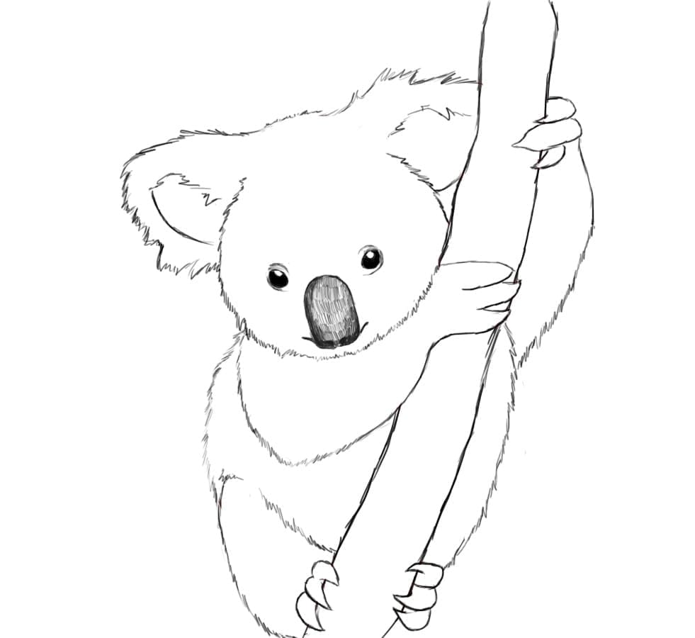 Tulosta Koala Värityskuva
