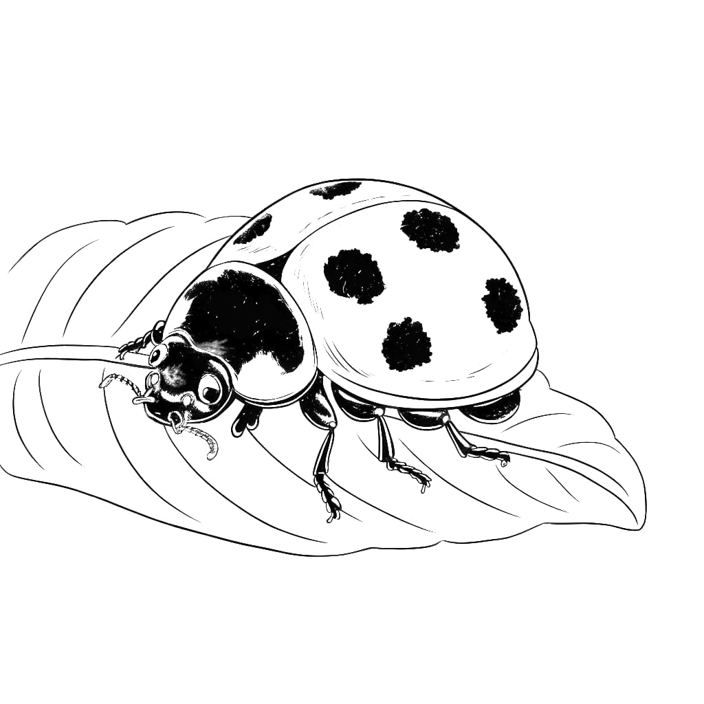Leppäkerttu coloring pages