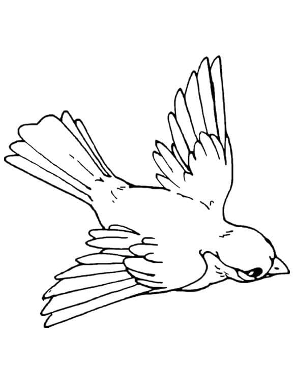 Lintu coloring pages