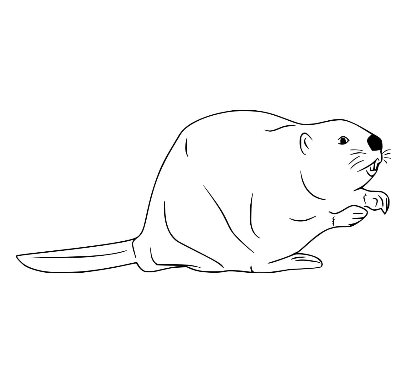 Majavat coloring pages