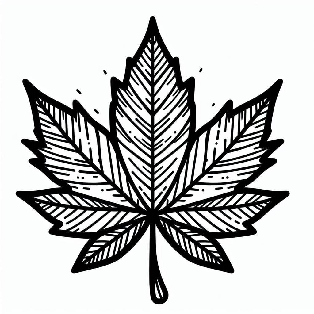 Maple leaf kuva ilmainen Värityskuva