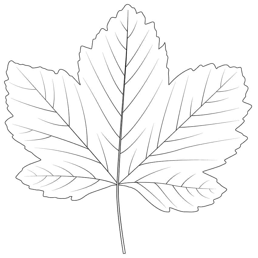 Vihreä vaahteranlehti Värityskuva