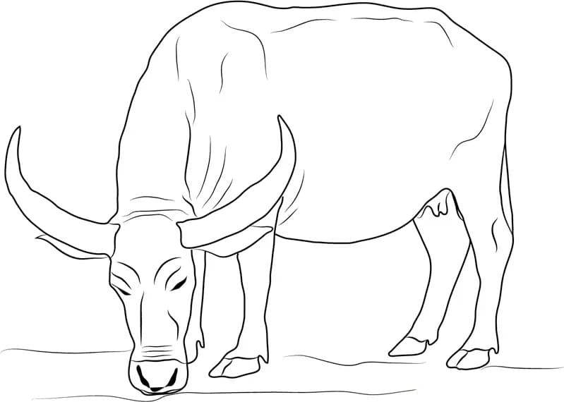 Buffalo syö Värityskuva