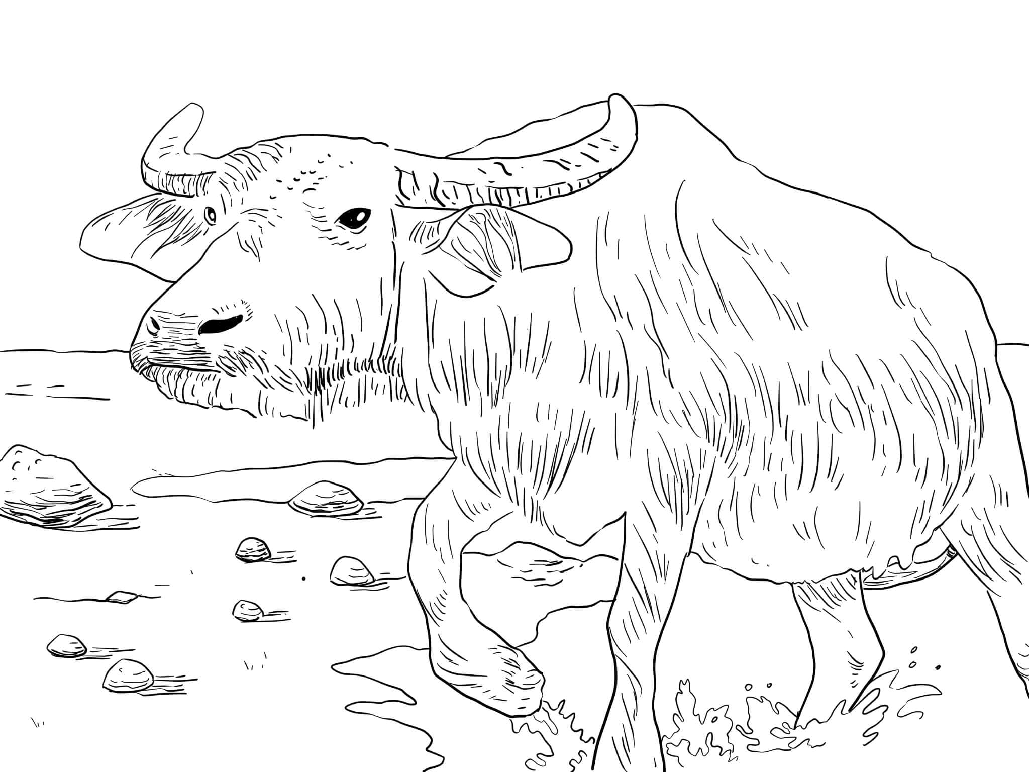 Buffalo-vesi Värityskuva