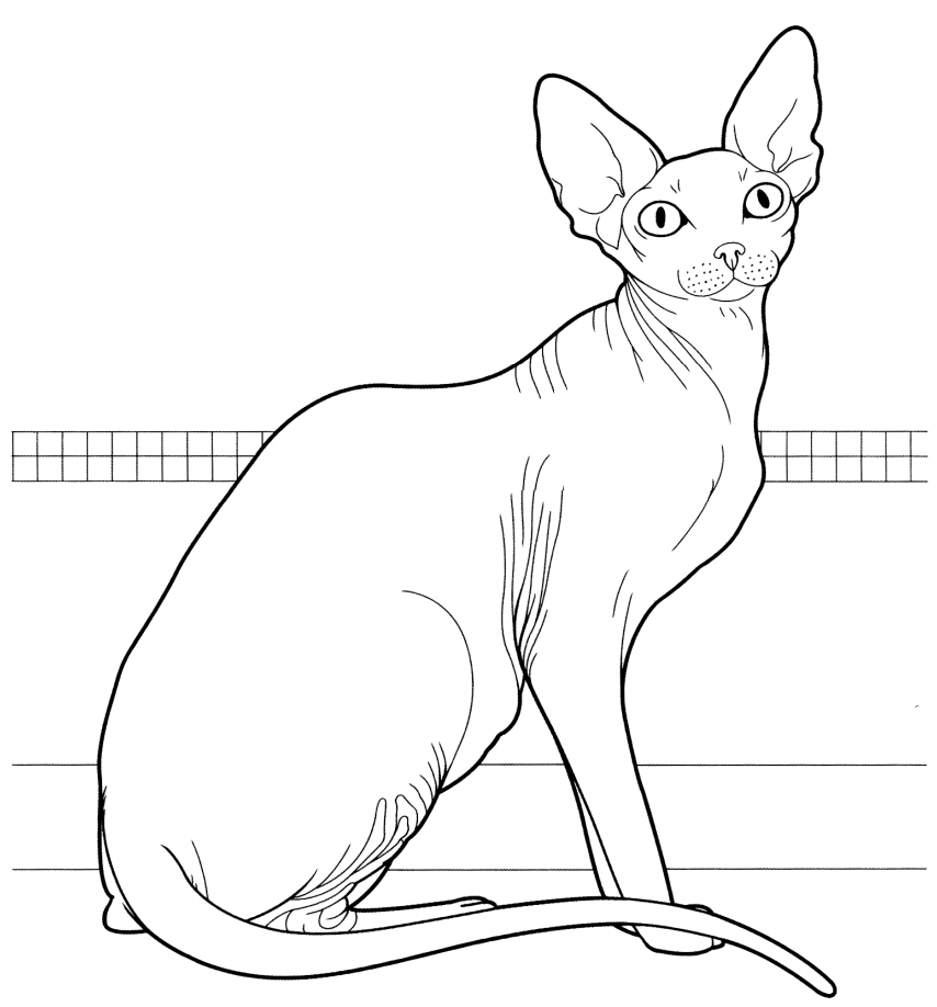 Coloriage Chat Sphynx