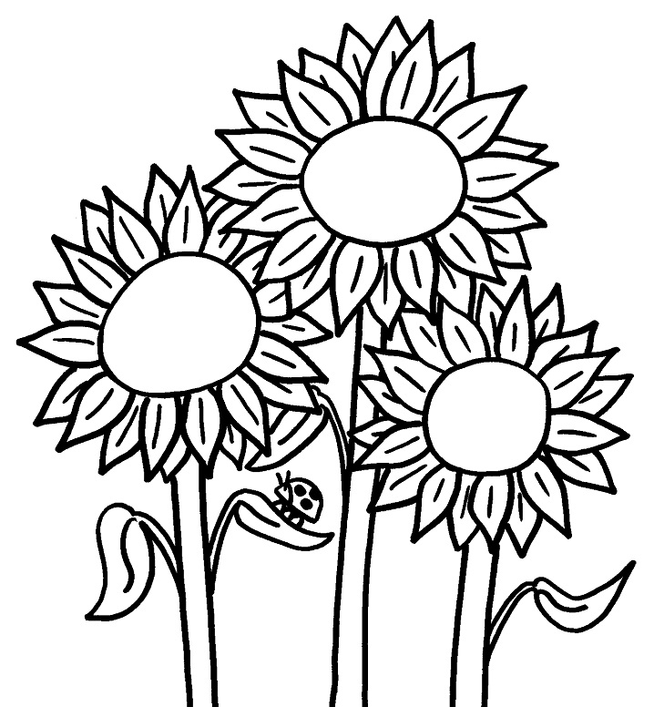 Coloriage Tournesol à imprimer