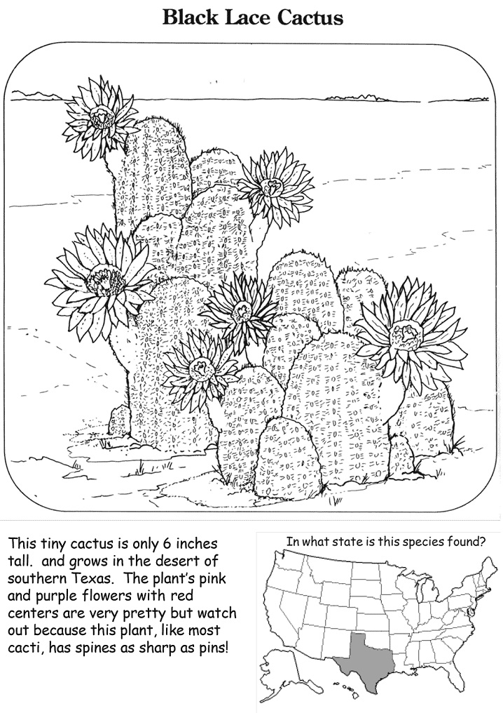 Coloriage Cactus Dentelle Noire