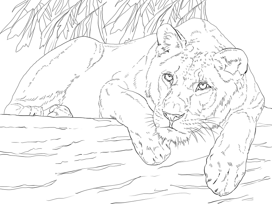 Coloriage Le Lion Est Couché