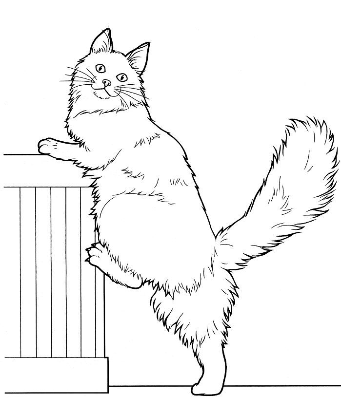 Coloriage Chat Maine Coon