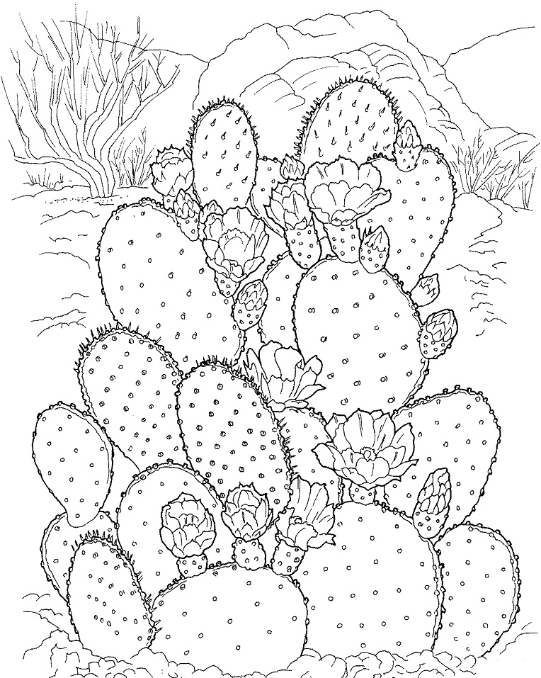 Coloriage Cactus à imprimer