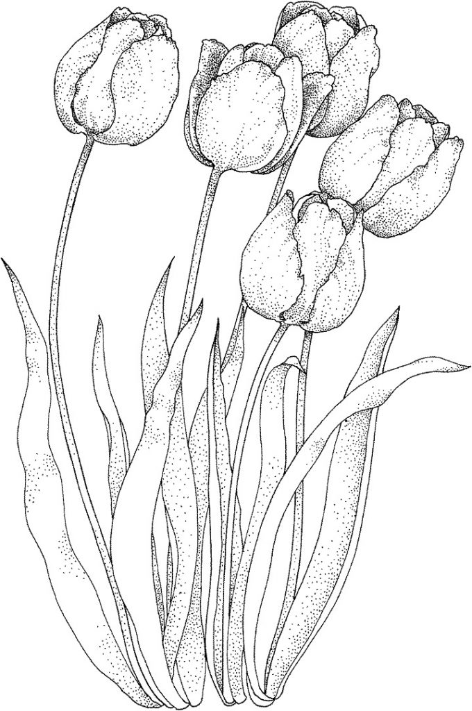 Coloriage Quatre Tulipes à imprimer