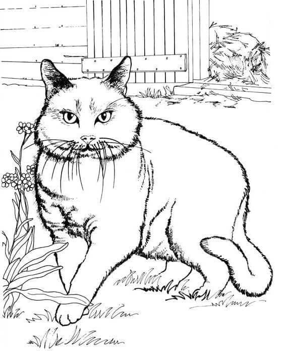 Coloriage gros chat