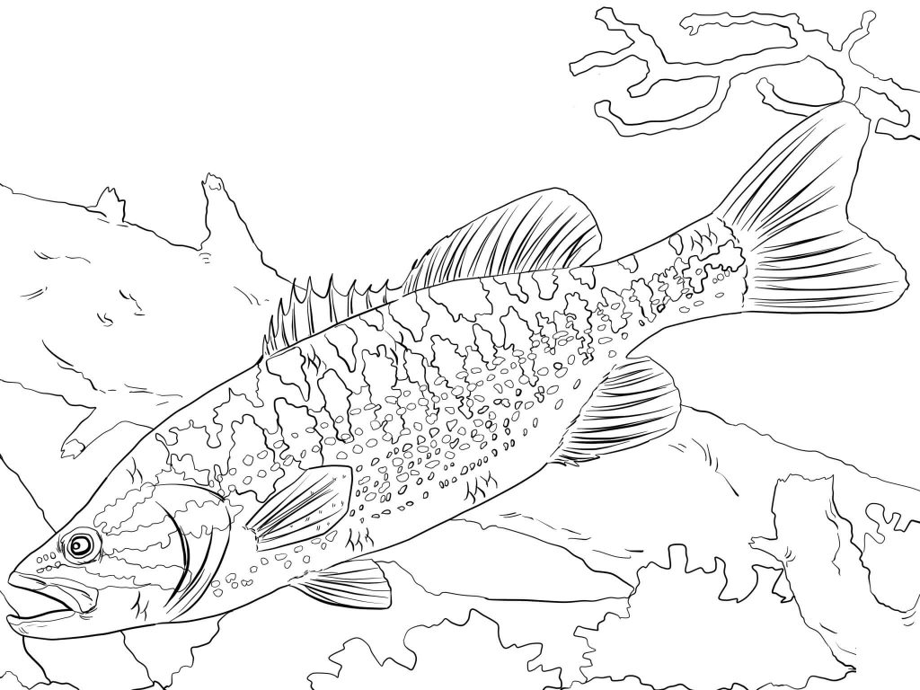 Coloriage Micropterus Treculii à imprimer