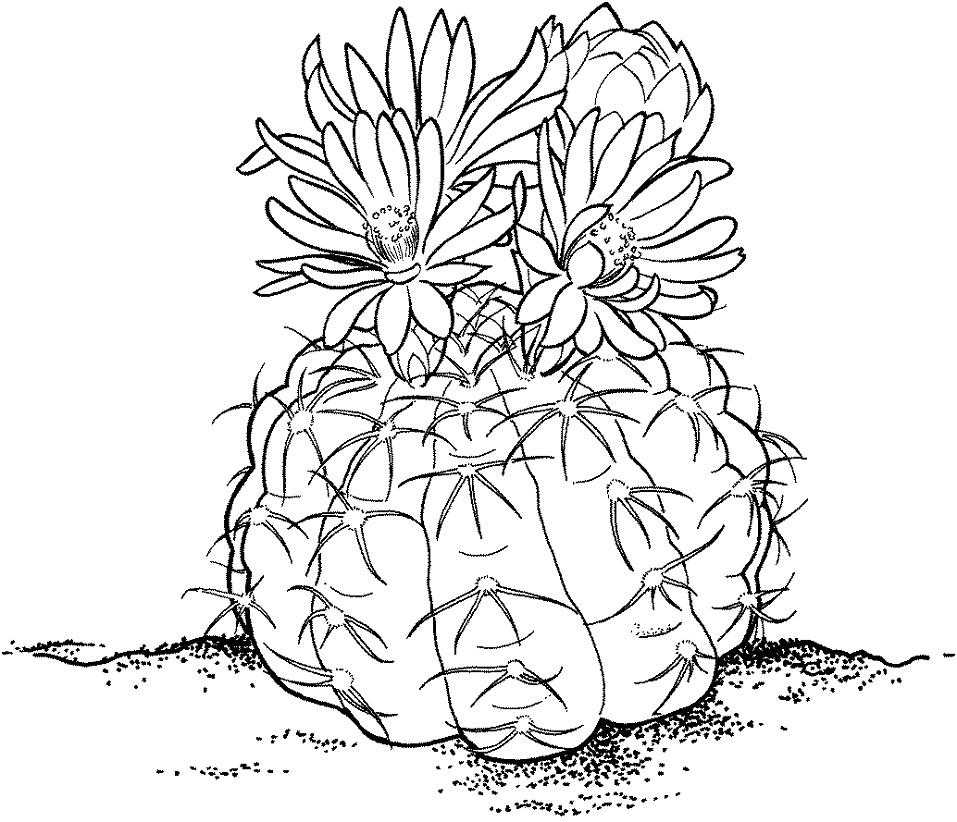 Coloriage Gymnocalycium