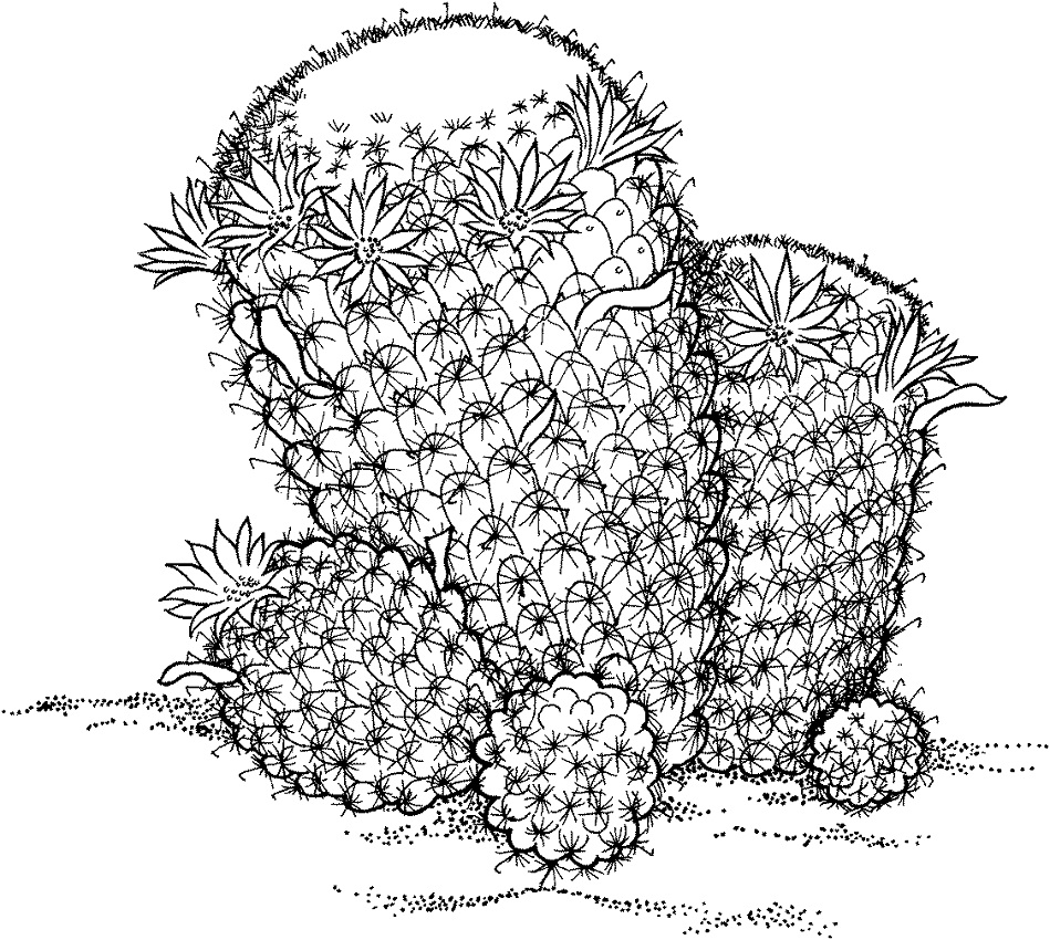 Coloriage Cactus Mammillaria Wildii