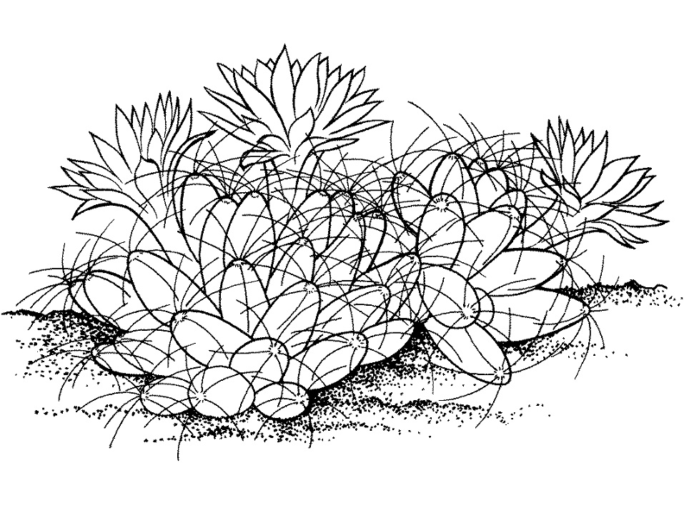 Coloriage Mammillaria