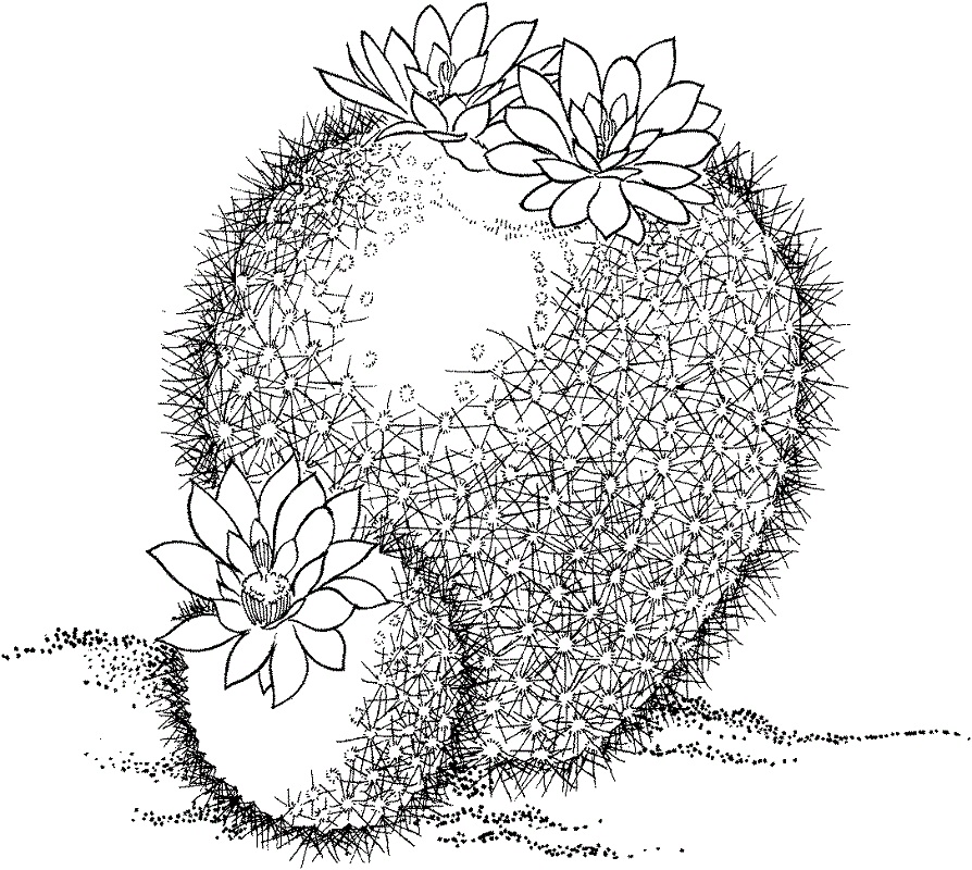 Coloriage Cactus Parodia Haselbergii