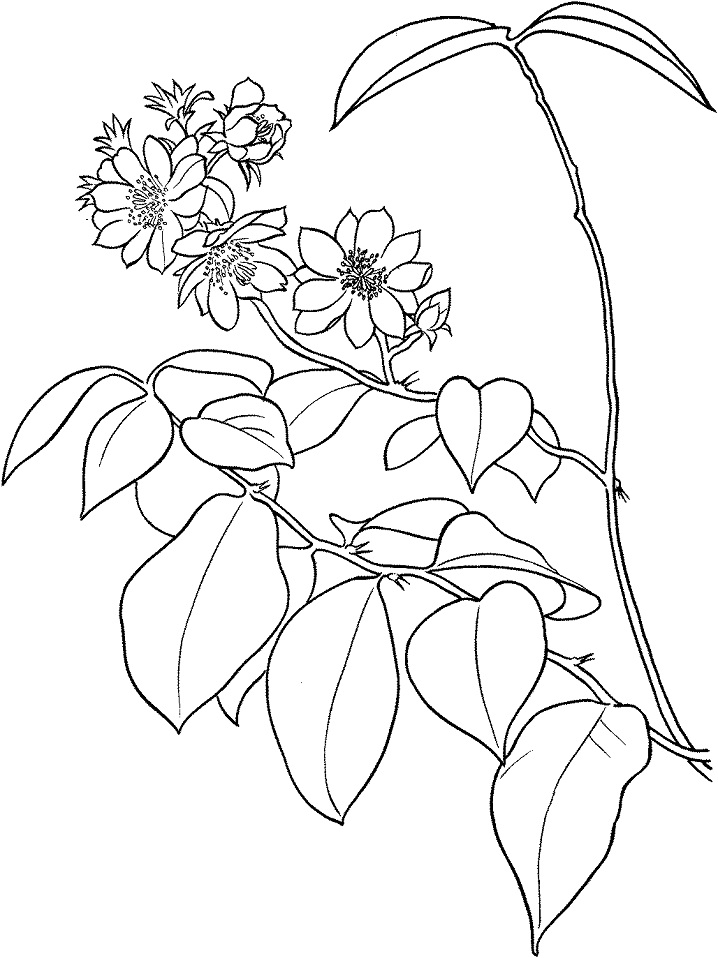 Coloriage Pereskia Aculeata