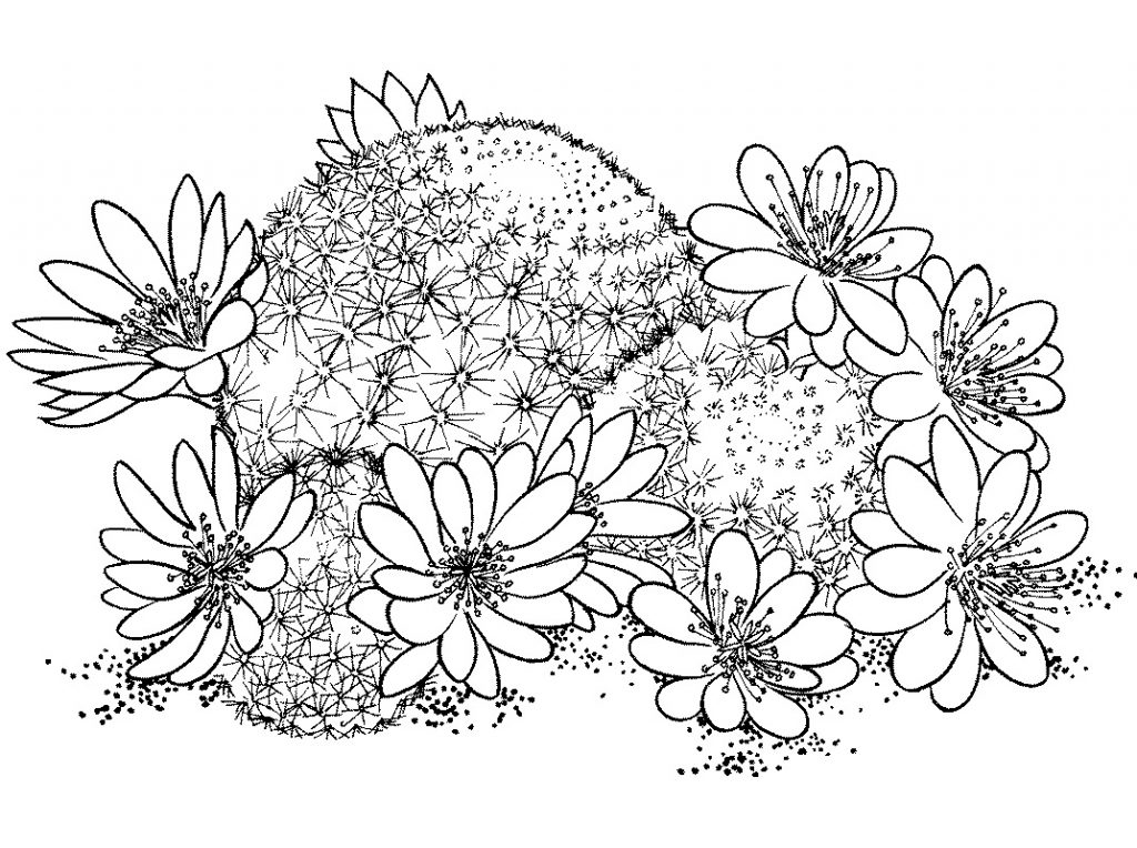 Coloriage Cactus Rebutia Deminuta à imprimer